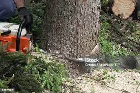 How Our Tree Care Process Works  in  South Lebanon, OH