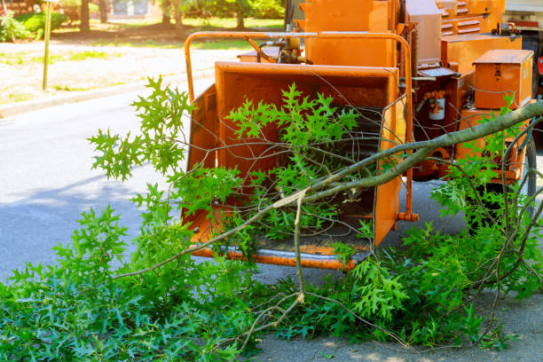 Best Lot and Land Clearing  in South Lebanon, OH