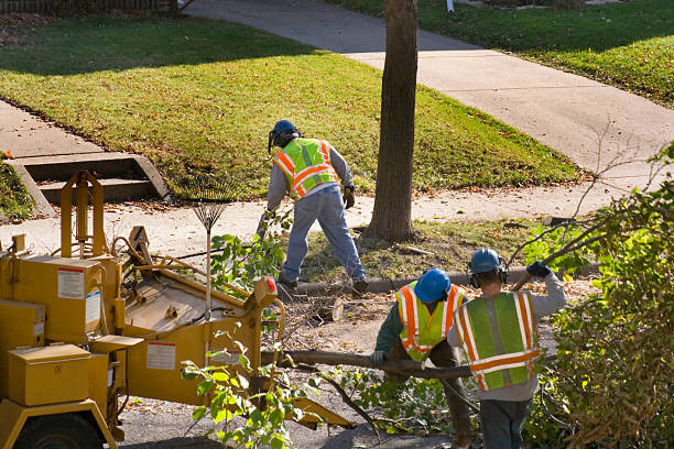 Best Tree and Shrub Care  in South Lebanon, OH